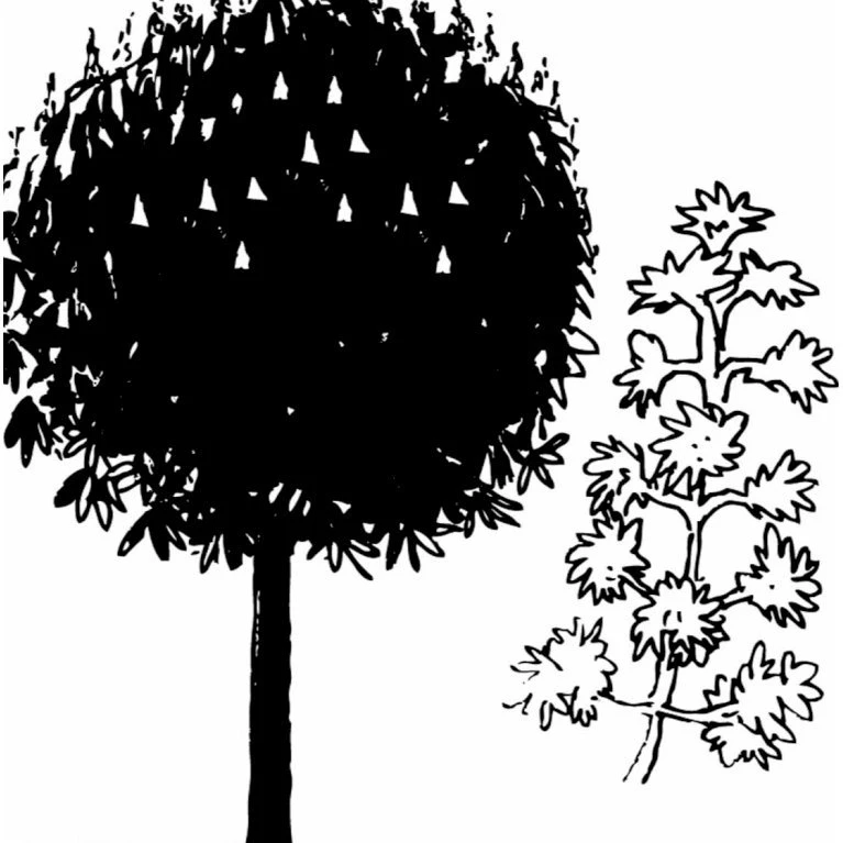 Hestekastanie Aesculus Hippocastanum Potte 12 Liter,- 150-175 Cm. 6 Hestekastanie Aesculus Hippocastanum Potte 12 Liter,- 150-175 Cm. - Billede 6