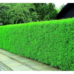 Liguster / Ligusterhæk 'Liga' Ligustrum Vulgare 'Liga' Potte 7,5 Liter 80-100 Cm -GrønGlæde Salgsbutik mi1441 ligustrum vulgare liga df75 1