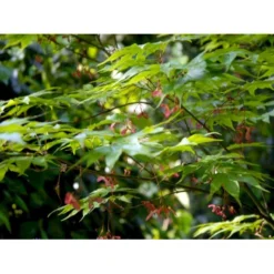 Japansk Løn Acer Palmatum 'Osakazuki' Potte 20 Liter,- 125-150 Cm.