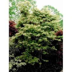 Japansk Løn Acer Palmatum 'Osakazuki' Potte 20 Liter,- 125-150 Cm. -GrønGlæde Salgsbutik mi14459 acer palmatum osakazuki 4418