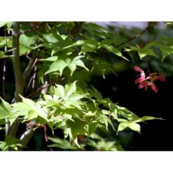 Japansk Løn Acer Palmatum 'Osakazuki' Potte 20 Liter,- 125-150 Cm. -GrønGlæde Salgsbutik mi14459 acer palmatum osakazuki 842e