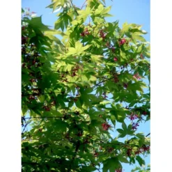 Japansk Løn Acer Palmatum 'Osakazuki' Potte 20 Liter,- 125-150 Cm. -GrønGlæde Salgsbutik mi14459 acer palmatum osakazuki 9a4e