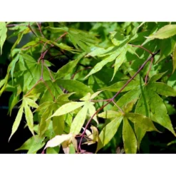 Japansk Løn Acer Palmatum 'Osakazuki' Potte 20 Liter,- 125-150 Cm. -GrønGlæde Salgsbutik mi14459 acer palmatum osakazuki df4a