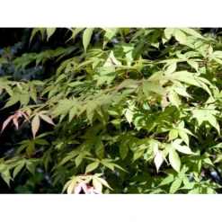 Japansk Løn Acer Palmatum 'Osakazuki' Potte 20 Liter,- 125-150 Cm. -GrønGlæde Salgsbutik mi14459 acer palmatum osakazuki dff8
