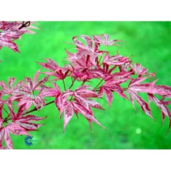 Japansk Løn Acer Palmatum 'Shirazz' Potte 10 Liter,- 60-80 Cm. -GrønGlæde Salgsbutik mi14480 acer palmatum shirazz ec77