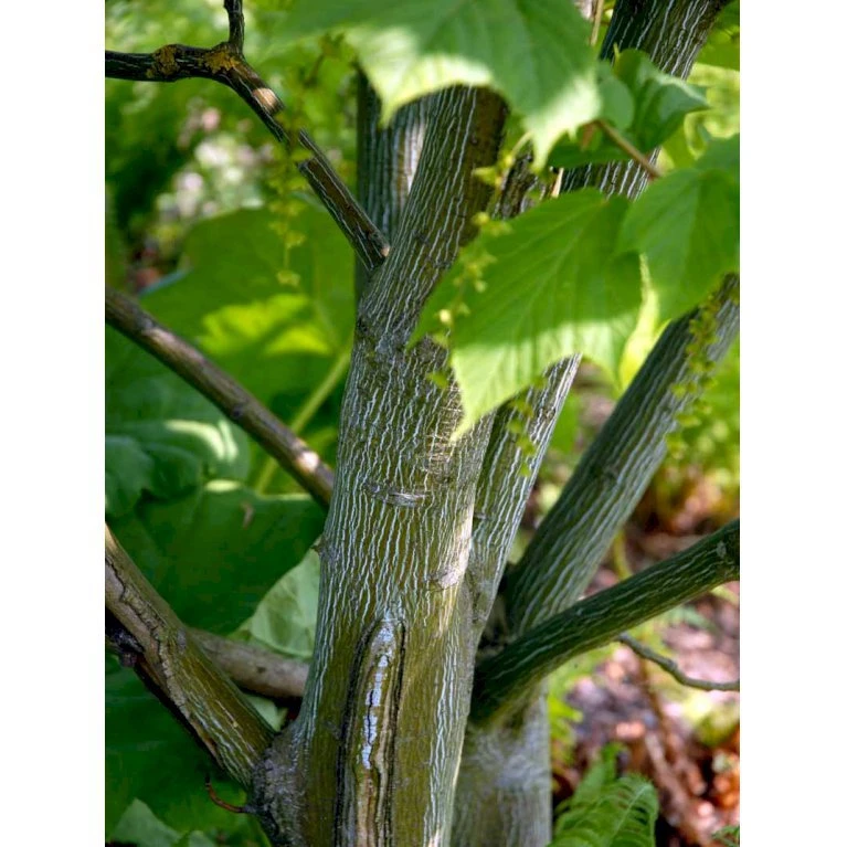 Slangeskinds Løn Acer Rufinerve Solitær Busk 150-200 Cm. - Med Klump 1 Slangeskinds Løn Acer Rufinerve Solitær Busk 150-200 Cm. - Med Klump