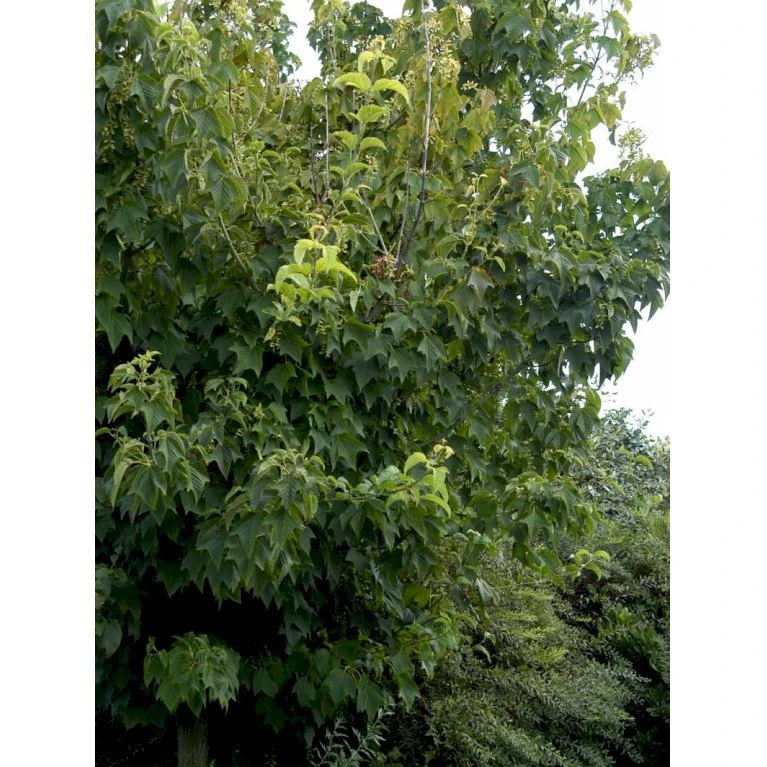 Slangeskinds Løn Acer Rufinerve Solitær Busk 150-200 Cm. - Med Klump 4 Slangeskinds Løn Acer Rufinerve Solitær Busk 150-200 Cm. - Med Klump - Billede 4