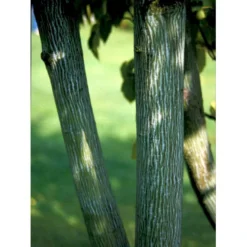 Slangeskinds Løn Acer Rufinerve Solitær Busk 150-200 Cm. - Med Klump 11 Slangeskinds Løn Acer Rufinerve Solitær Busk 150-200 Cm. - Med Klump -GrønGlæde Salgsbutik mi14503 acer rufinerve bb65