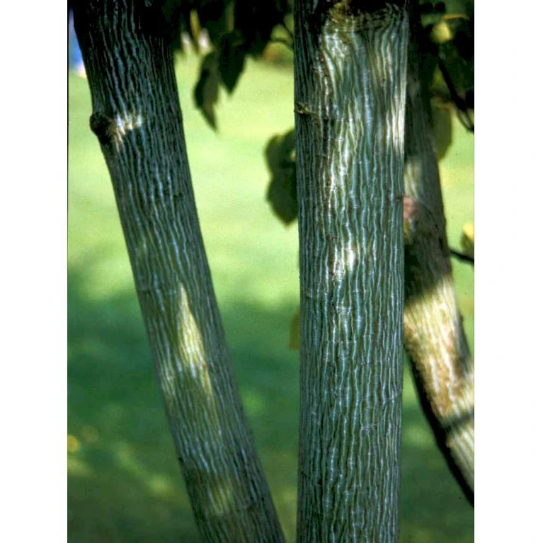 Slangeskinds Løn Acer Rufinerve Solitær Busk 150-200 Cm. - Med Klump 6 Slangeskinds Løn Acer Rufinerve Solitær Busk 150-200 Cm. - Med Klump - Billede 6