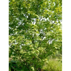 Slangeskinds Løn Acer Rufinerve Solitær Busk 150-200 Cm. - Med Klump 8 Slangeskinds Løn Acer Rufinerve Solitær Busk 150-200 Cm. - Med Klump -GrønGlæde Salgsbutik mi14503 acer rufinerve ceb8