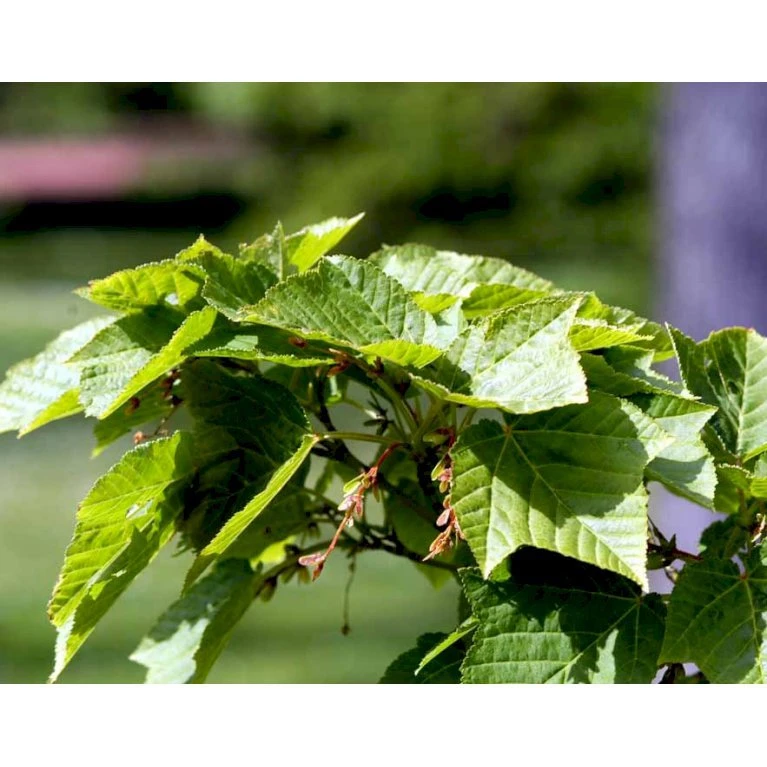 Slangeskinds Løn Acer Rufinerve Solitær Busk 150-200 Cm. - Med Klump 5 Slangeskinds Løn Acer Rufinerve Solitær Busk 150-200 Cm. - Med Klump - Billede 5