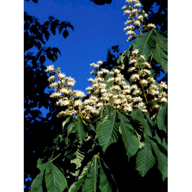 Hestekastanie Aesculus Hippocastanum Potte 12 Liter,- 150-175 Cm. 9 Hestekastanie Aesculus Hippocastanum Potte 12 Liter,- 150-175 Cm. - Billede 9