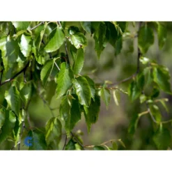 Rødbirk Betula Albosinensis Potte 10 Liter 150-175 Cm. -GrønGlæde Salgsbutik mi14591 betula albosinensis f022