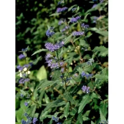 Blåskæg 'Heavenly Blue' Caryopteris Clandonensis 'Heavenly Blue' Potte 2,0 Liter,- 30-40 Cm. -GrønGlæde Salgsbutik mi14794 caryopteris clandon heavenly blue 3bc9