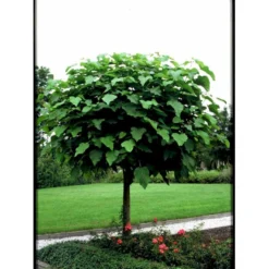 Kugletrompetkrone 'Nana' Catalpa Bignonioides 'Nana' Opstammet 80 Cm. Med Potte