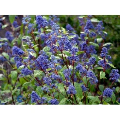 Amerikansk Syren 'Henri Désfossé' Ceanothus Hybrid 'Henri Désfossé' 3,5 Liter Potte -GrønGlæde Salgsbutik mi14813 ceanothus del henri desfosse fcee