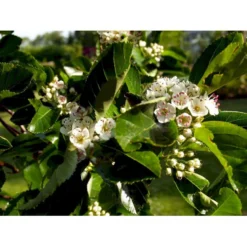 Blommebladet Tjørn 'Splendens' Crataegus X Prunifolia 'Splendens' Heister 175-200 Cm. Med Potte 5 Blommebladet Tjørn 'Splendens' Crataegus X Prunifolia 'Splendens' Heister 175-200 Cm. Med Potte -GrønGlæde Salgsbutik mi14956 crataegus persimilis splendens 60c5