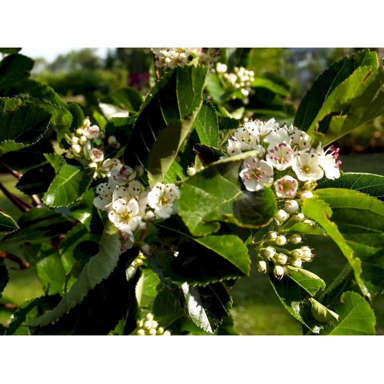 Blommebladet Tjørn 'Splendens' Crataegus X Prunifolia 'Splendens' Heister 175-200 Cm. Med Potte 3 Blommebladet Tjørn 'Splendens' Crataegus X Prunifolia 'Splendens' Heister 175-200 Cm. Med Potte - Billede 3