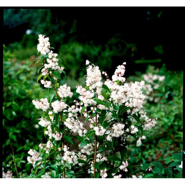 Stjernetop 'Magnifica' Deutzia Magnifica Med Klump,- 125-150 Cm. 2 Stjernetop 'Magnifica' Deutzia Magnifica Med Klump,- 125-150 Cm. - Billede 2