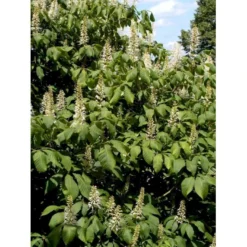 Busk-Hestekastanie Aesculus Parviflora Solitær Busk 100-125 Cm. Høj,- 60-100 Cm. Bred. -GrønGlæde Salgsbutik mi149 aesculus parviflora 2a5a
