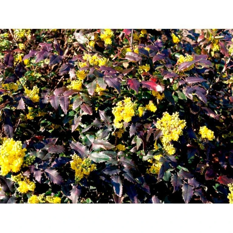 Mahonia Aquifolium 'Maqu' Mahonie 'Maqu' Med Klump,- 50-60 Cm. 5 Mahonia Aquifolium 'Maqu' Mahonie 'Maqu' Med Klump,- 50-60 Cm. - Billede 5