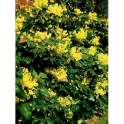 Mahonia Aquifolium 'Maqu' Mahonie 'Maqu' Med Klump,- 50-60 Cm. 7 Mahonia Aquifolium 'Maqu' Mahonie 'Maqu' Med Klump,- 50-60 Cm. -GrønGlæde Salgsbutik mi1513 mahonia aquifolium maqu b904