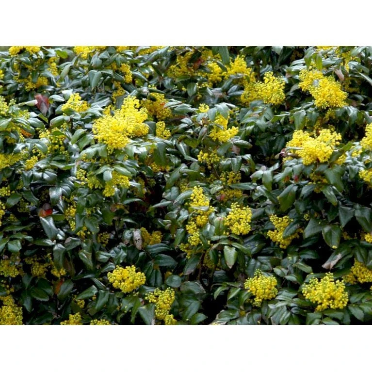 Mahonia Aquifolium 'Maqu' Mahonie 'Maqu' Med Klump,- 50-60 Cm. 4 Mahonia Aquifolium 'Maqu' Mahonie 'Maqu' Med Klump,- 50-60 Cm. - Billede 4