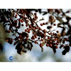 Paradisæble Malus Freja 4-8 Grene, 150-200 Cm. 10 Liter Potte (A-2) -GrønGlæde Salgsbutik mi1523 malus toringo freja n 2fd5