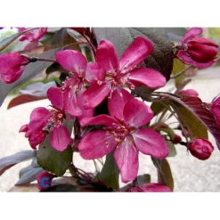 Paradisæble Malus Freja 4-8 Grene, 150-200 Cm. 10 Liter Potte (A-2) -GrønGlæde Salgsbutik mi1523 malus toringo freja n 306f