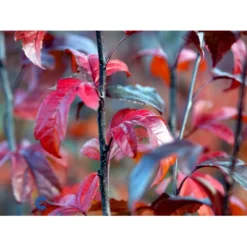 Paradisæble Malus Freja 4-8 Grene, 150-200 Cm. 10 Liter Potte (A-2) -GrønGlæde Salgsbutik mi1523 malus toringo freja n 95d2