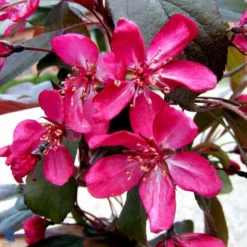 Paradisæble Malus Freja 4-8 Grene, 150-200 Cm. 10 Liter Potte (A-2) -GrønGlæde Salgsbutik mi1523 malus toringo freja n bb4c