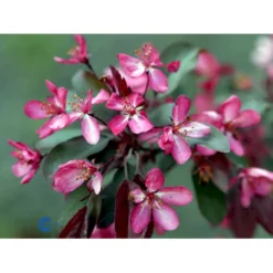 Paradisæble Malus Freja 4-8 Grene, 150-200 Cm. 10 Liter Potte (A-2) -GrønGlæde Salgsbutik mi1523 malus toringo freja n cede