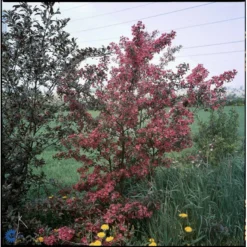 Paradisæble Malus Freja 4-8 Grene, 150-200 Cm. 10 Liter Potte (A-2) -GrønGlæde Salgsbutik mi1523 malus toringo freja n f750