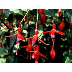 Fuchsia 'Mrs. Popple' Fuchsia Magellanica 'Mrs. Popple' 3,5 Liter Potte -GrønGlæde Salgsbutik mi15249 fuchsia mrs popple 9c00