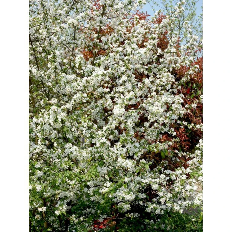 Almindelig Vildæble Malus Sylvestris Potte 7,5 Liter 150-175 Cm. 1 Almindelig Vildæble Malus Sylvestris Potte 7,5 Liter 150-175 Cm.