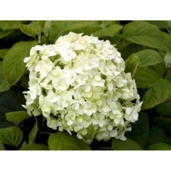 Træagtig Hortensia 'Incrediball'® Hydrangea Arborescens 'Incrediball'® 5 Liter Potte -GrønGlæde Salgsbutik mi15333 hydrangea arborescens incrediball r c400