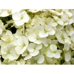 Træagtig Hortensia 'Incrediball'® Hydrangea Arborescens 'Incrediball'® 5 Liter Potte -GrønGlæde Salgsbutik mi15333 hydrangea arborescens incrediball r c85d