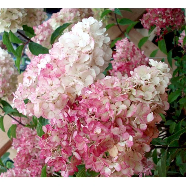 Syrén-Hortensia 'Vanille Fraise' Hydrangea Paniculata 'Vanille Fraise' Opstammet 90 Cm. 7,5 Liter Potte 4 Syrén-Hortensia 'Vanille Fraise' Hydrangea Paniculata 'Vanille Fraise' Opstammet 90 Cm. 7,5 Liter Potte - Billede 4