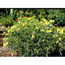 Perikon 'Gemo' Hypericum Erectum 'Gemo' 3,5 Liter Potte, Nordic -GrønGlæde Salgsbutik mi15501 hypericum kalmianum gemo b0c8