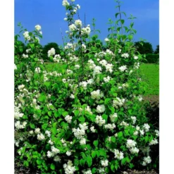 Uægte Jasmin 'Schneesturm' Philadelphus Virginalis 'Schneesturm' Med Klump,- 150-175 Cm. -GrønGlæde Salgsbutik mi15797 philadelphus virgina schneesturm 767a