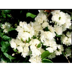 Uægte Jasmin 'Schneesturm' Philadelphus Virginalis 'Schneesturm' Med Klump,- 150-175 Cm. -GrønGlæde Salgsbutik mi15797 philadelphus virgina schneesturm a48f