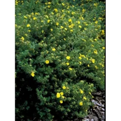 Buskpotentil 'Kobold' Potentilla Fruticosa 'Kobold' Potte 2,0 Liter,- 25-30 Cm. -GrønGlæde Salgsbutik mi15906 potentilla fruticosa e767