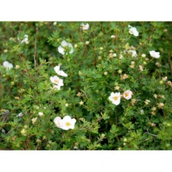 Buskpotentil 'Pink Queen' Potentilla Fruticosa 'Pink Queen' Potte 2,0 Liter,- 25-30 Cm. -GrønGlæde Salgsbutik mi15935 potentilla fruticosa pink queen fa78