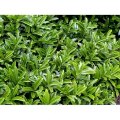 Krybende Kirsebærlaurbær Prunus Laurocerasus 'Mount Vernon' 5 Liter Potte 40-60 Cm -GrønGlæde Salgsbutik mi15976 prunus laurocerasus lucitanica 709b