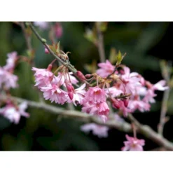 Prydkirsebær 'Fukubana' Prunus 'Fukubana' Solitær Busk 150-200 Cm. - Med Klump -GrønGlæde Salgsbutik mi16002 prunus subhirtella fukubana daef