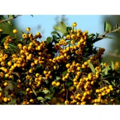 Ildtorn 'Soleil D'Or' Pyracantha Coccinea 'soleil D'Or' 3,5 Liter Potte -GrønGlæde Salgsbutik mi16032 pyracantha soleil d or 8eba