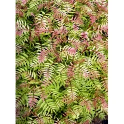 Tusindtop 'Sem' Sorbaria Sorbifolia 'Sem' Potte 6,5 Liter 60-80 Cm. -GrønGlæde Salgsbutik mi16181 sorbus sorbaria sem 6754