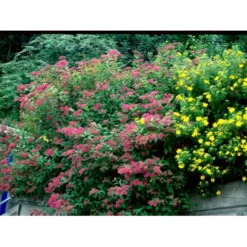 Spiræa 'Anthony Waterer' Spiraea X Bumalda 'Anthony Waterer' Potte 3,0 Liter,- 30-40 Cm. -GrønGlæde Salgsbutik mi16194 spiraea japonica anthony waterer 9039