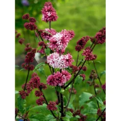 Preston Syren 'Miss Canada' Syringa Prestoniae 'Miss Canada' Potte 4,0 Liter,- 50-60 Cm. -GrønGlæde Salgsbutik mi16259 syringa miss canada 4e85