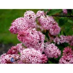 Preston Syren 'Miss Canada' Syringa Prestoniae 'Miss Canada' Potte 4,0 Liter,- 50-60 Cm. -GrønGlæde Salgsbutik mi16259 syringa miss canada 88f5